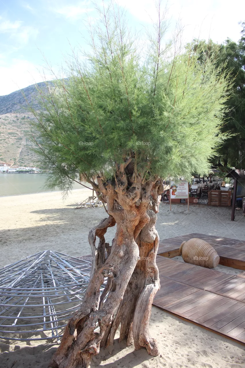 Tree