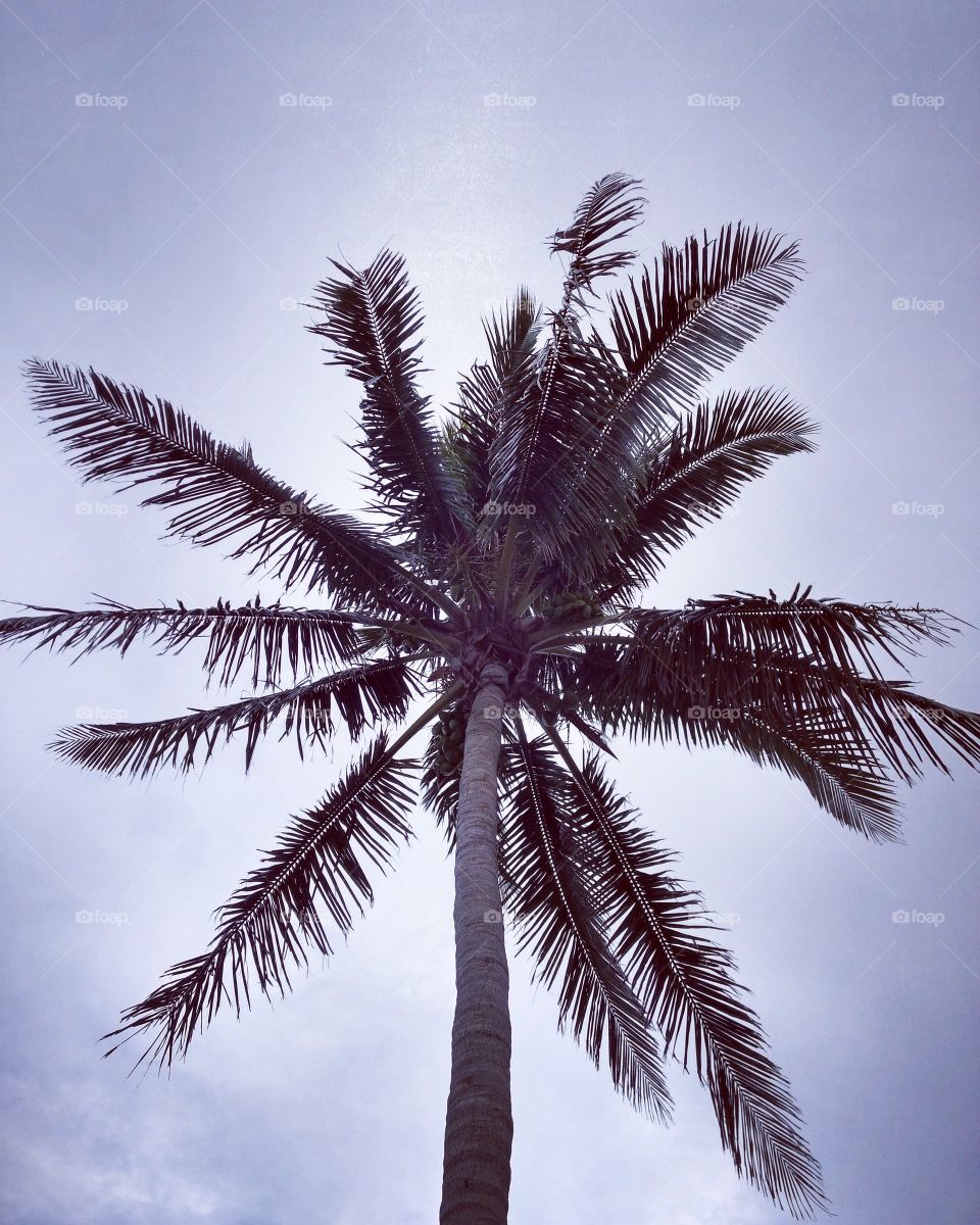 Palm Tree