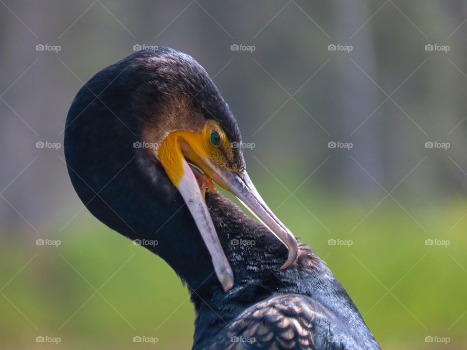 Coastal bird