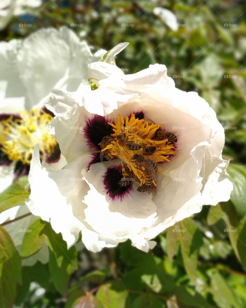 peonies and bees