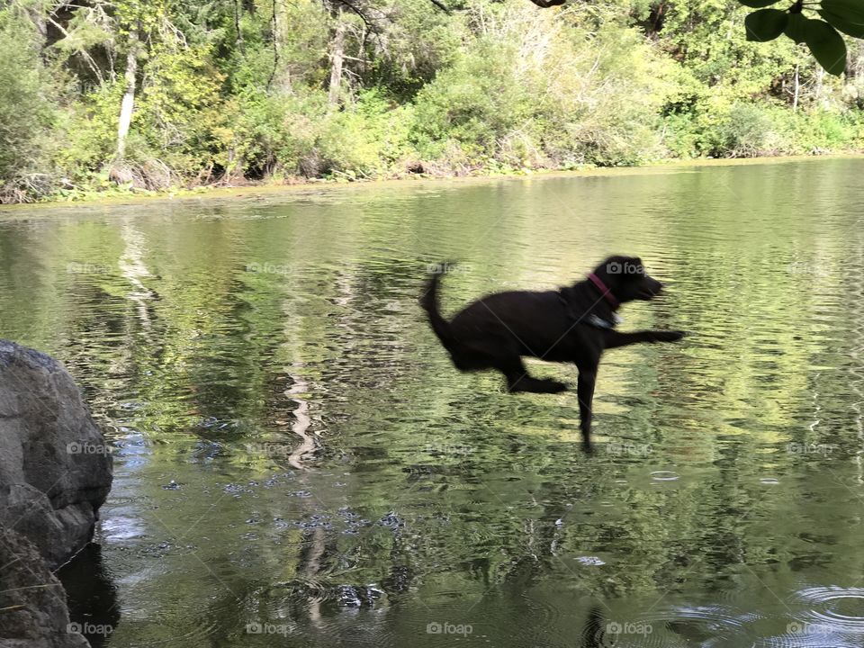 Labrador jumps into lake - high dive, dog play