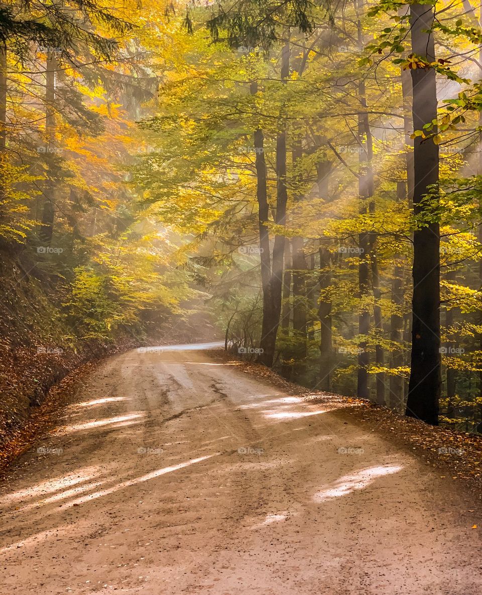 September în forest 