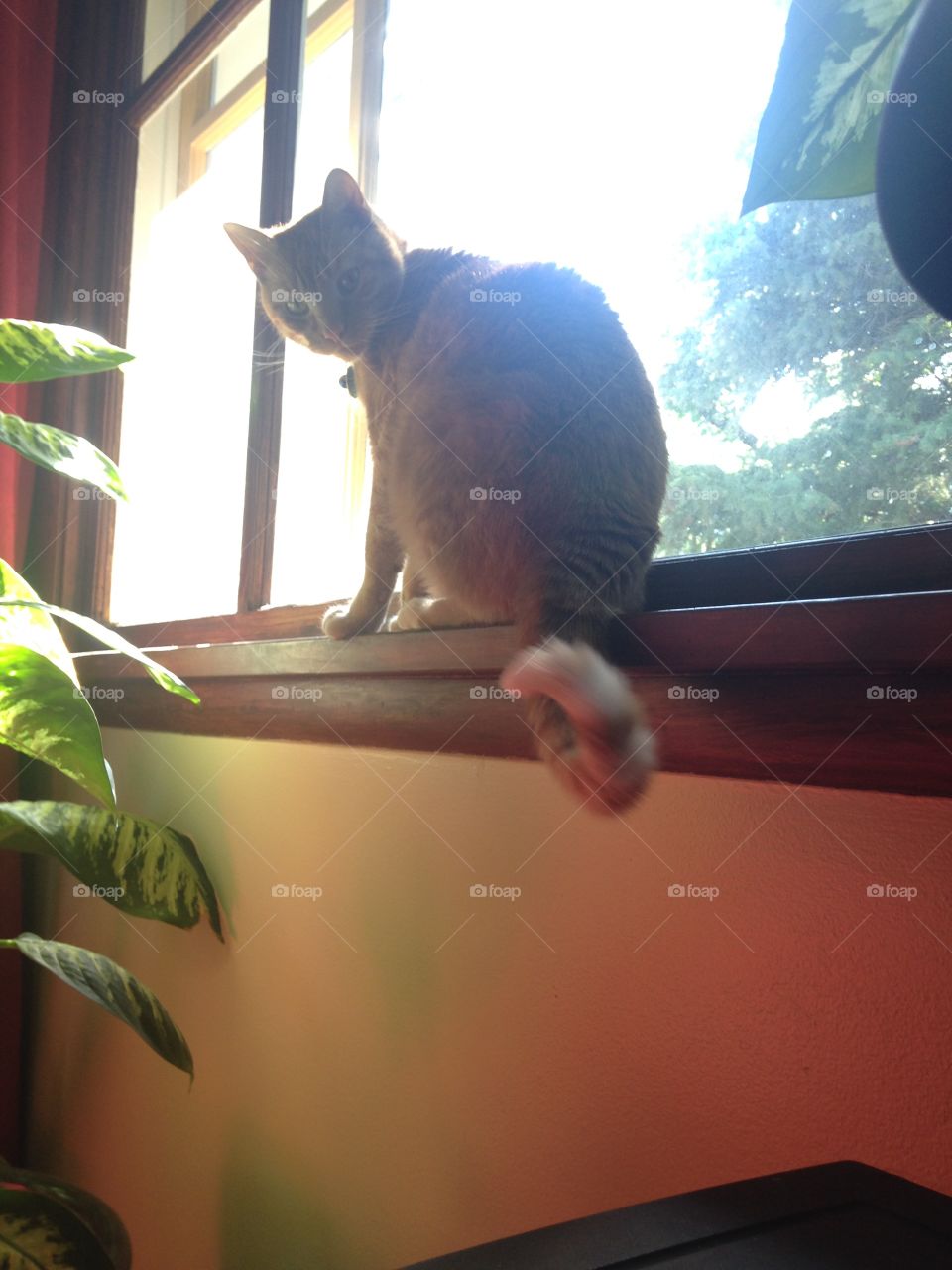 Kitty in the window 