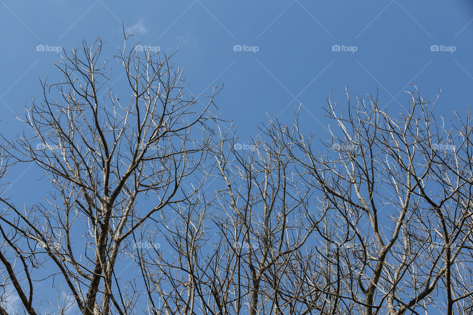 Branch of the tree with clear blue sky background 