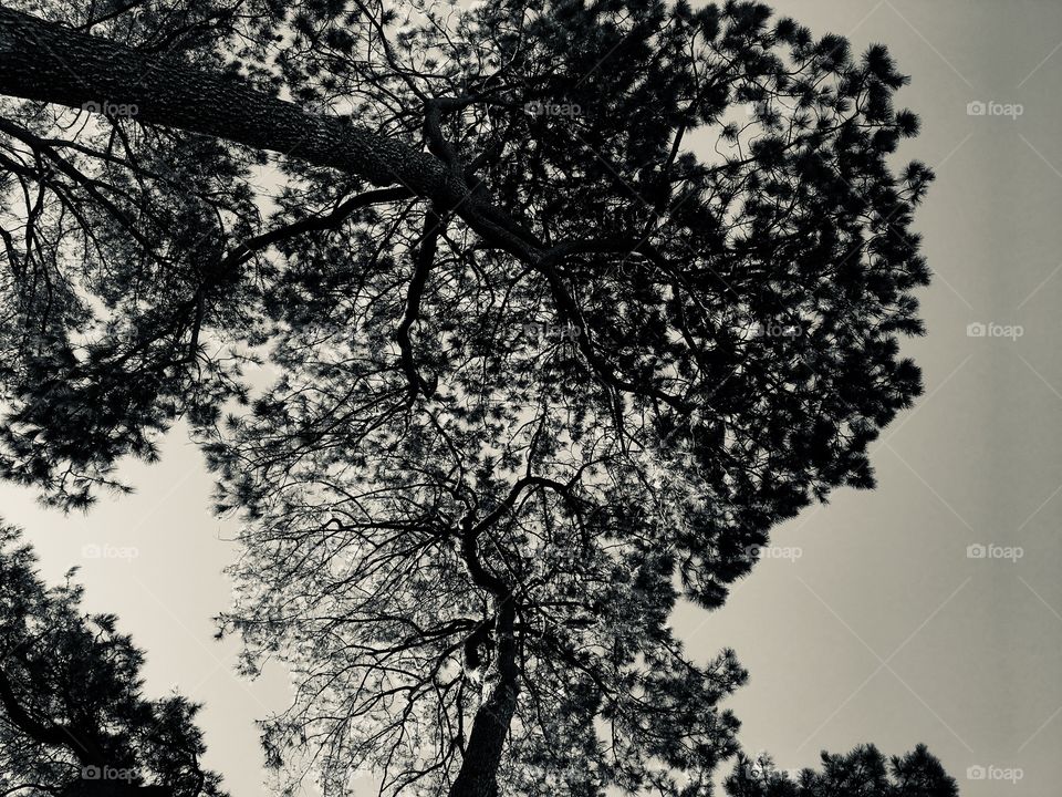 Monochrome image of tall pine trees.