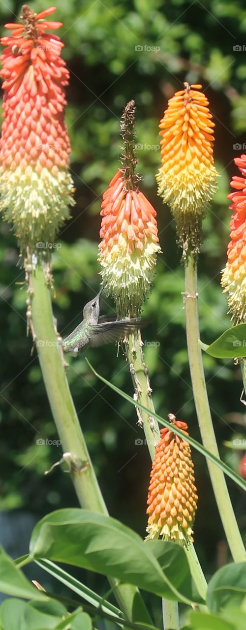 Hummingbird in action