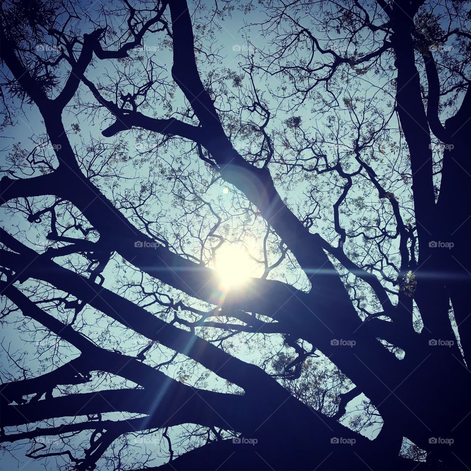 Sky is so beautiful when seen through the branches of a tree along with the sun so beautifully shining!