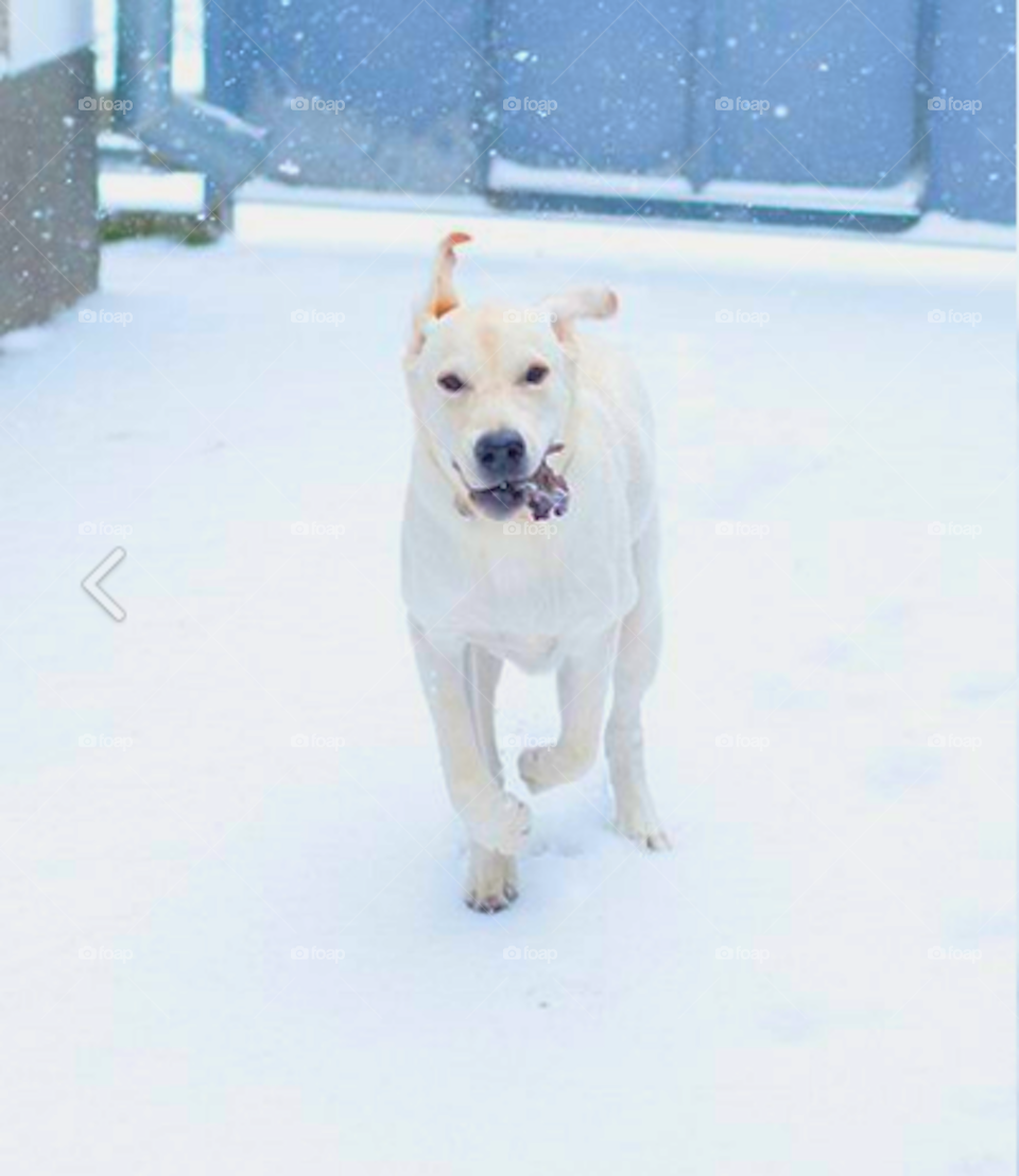 White dog in the snow