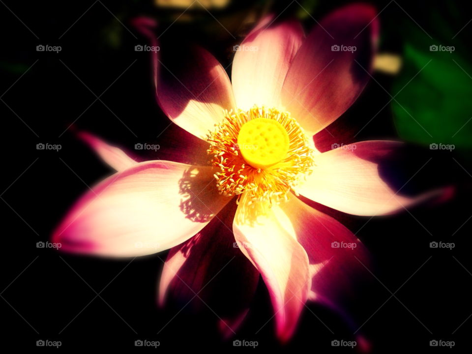 garden yellow pink flower by liquideyes