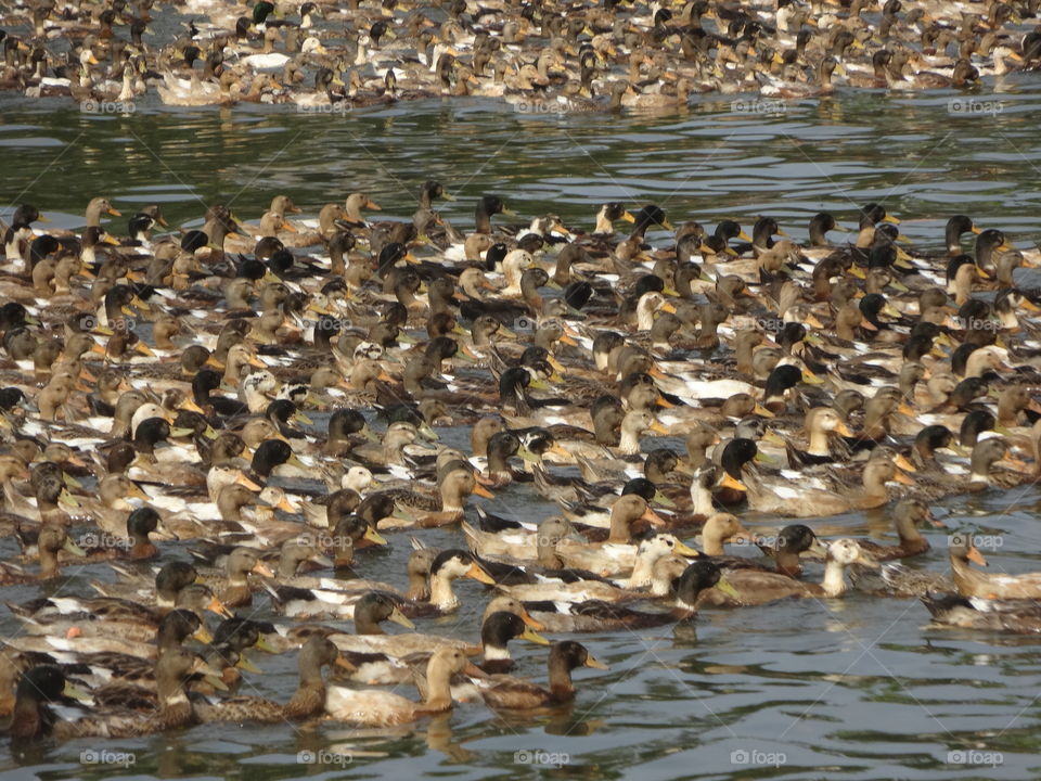 ducks on the backwaters