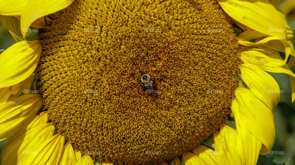 Close up of bee on a sunflower