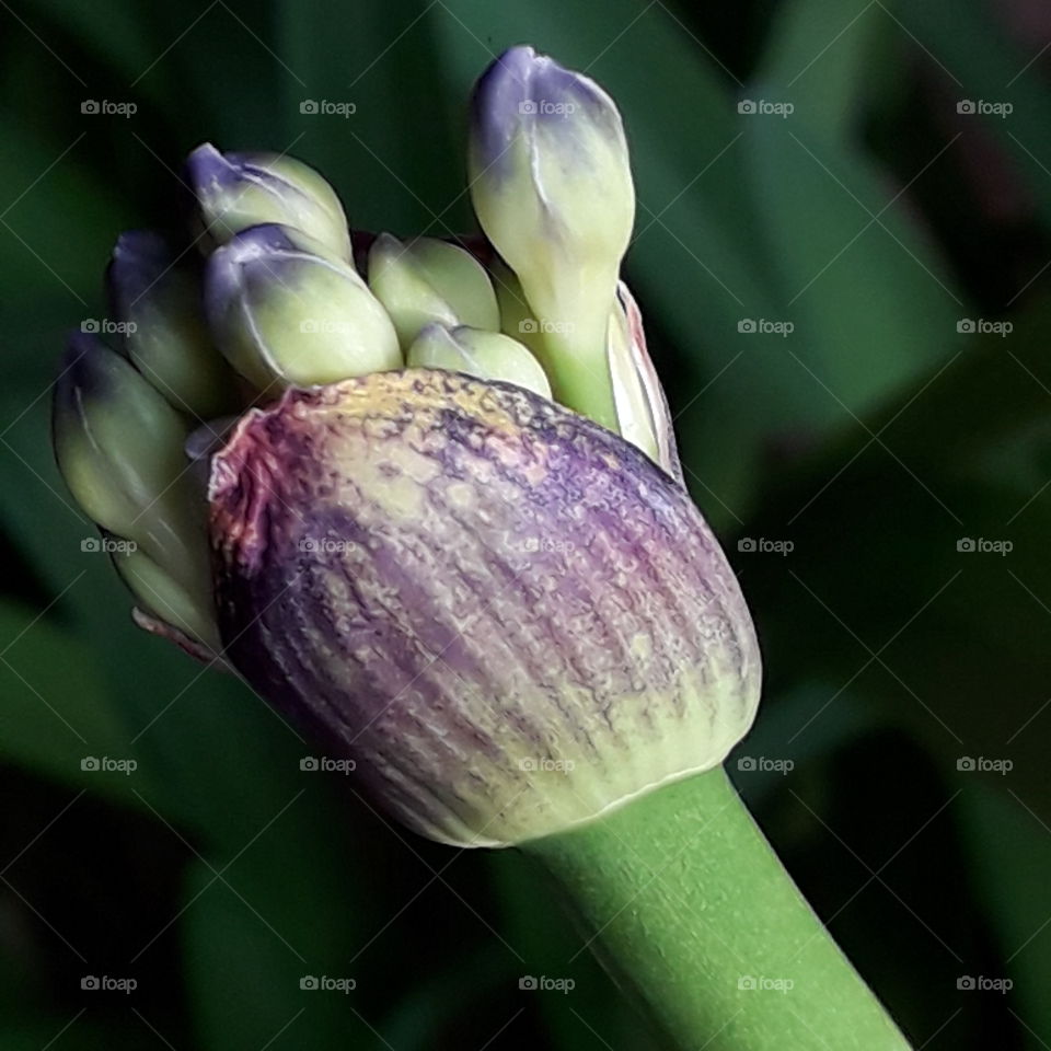 evolving buds of blue  agapanthus transferred home 2