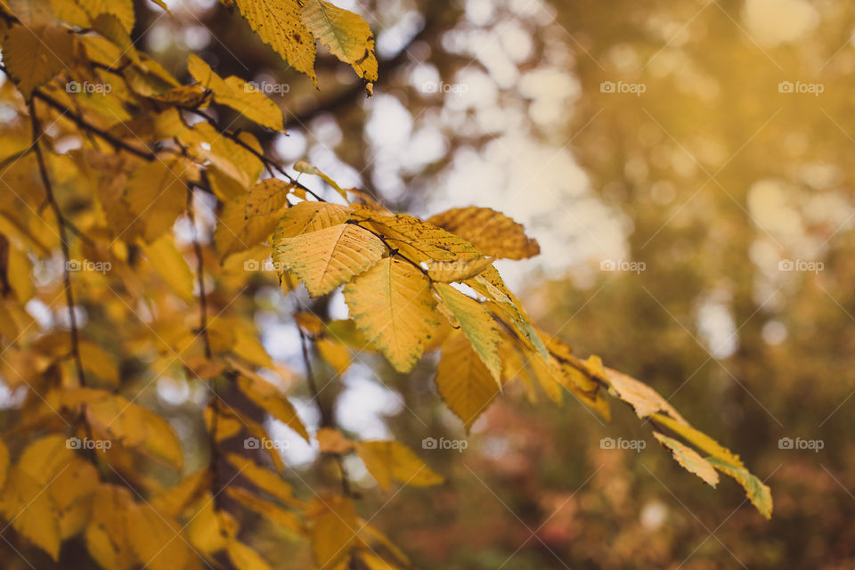 branch of an autumn tree in the forest