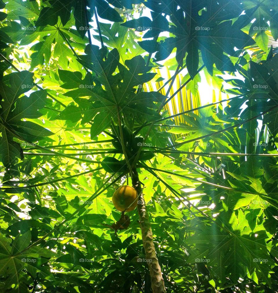 papaya tree