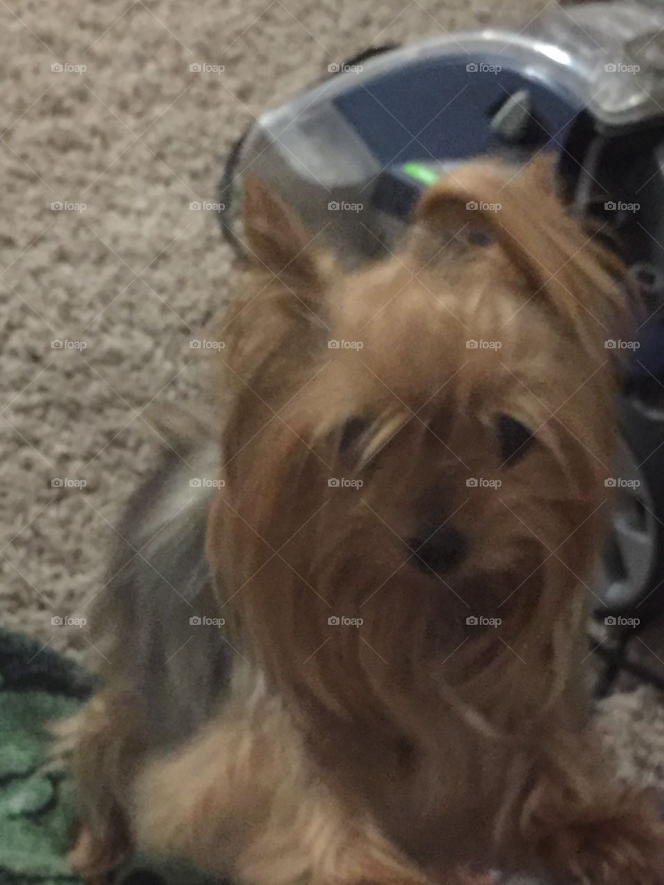 Ellie The Dog, close-up, artsy. Sweet Yorkie. 