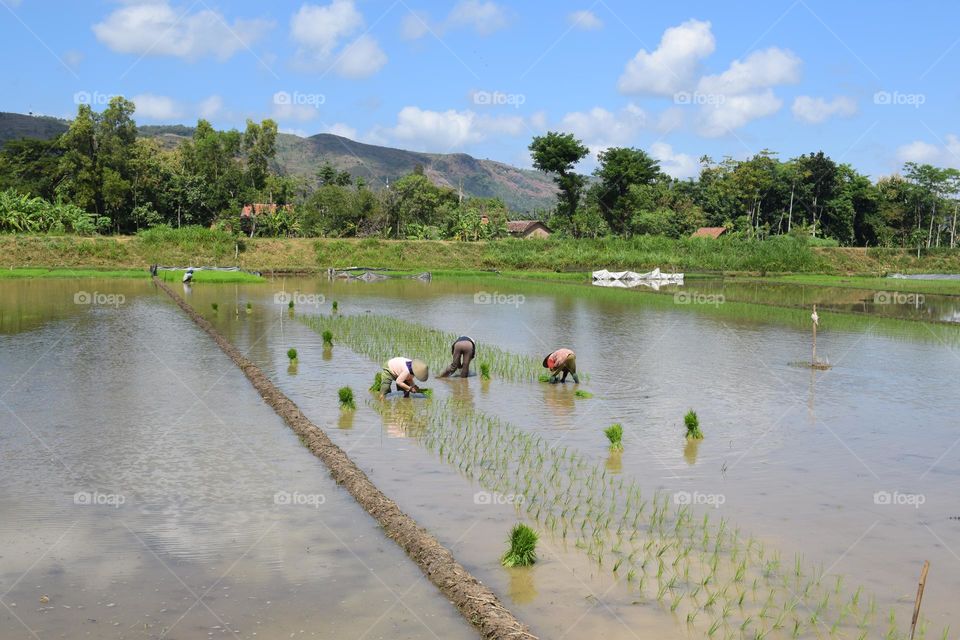 Growing rice in a traditional way