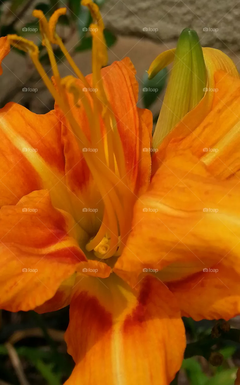 Lily