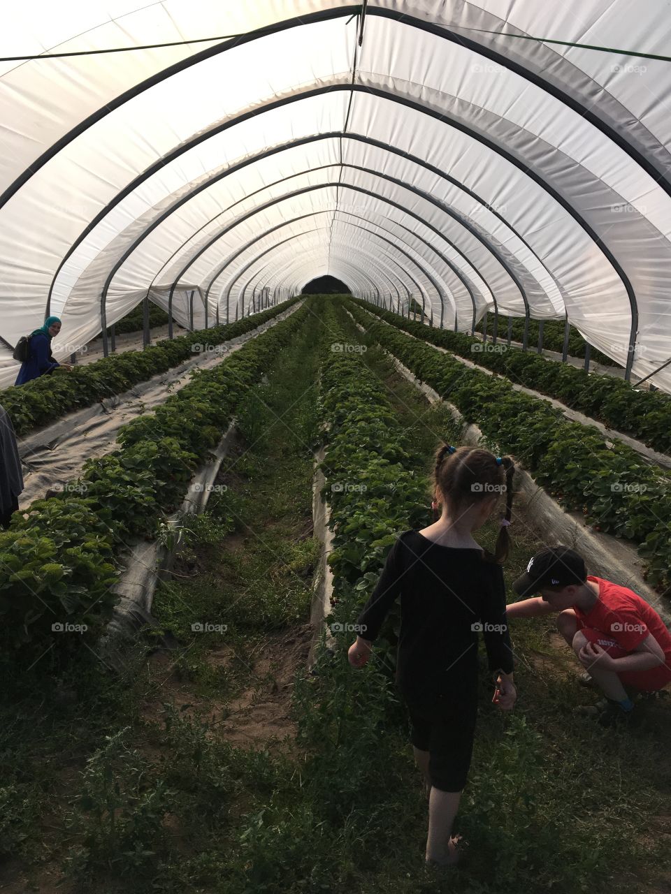 Strawberries greenhouse