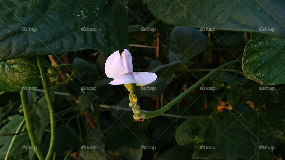 Long Bean Flower