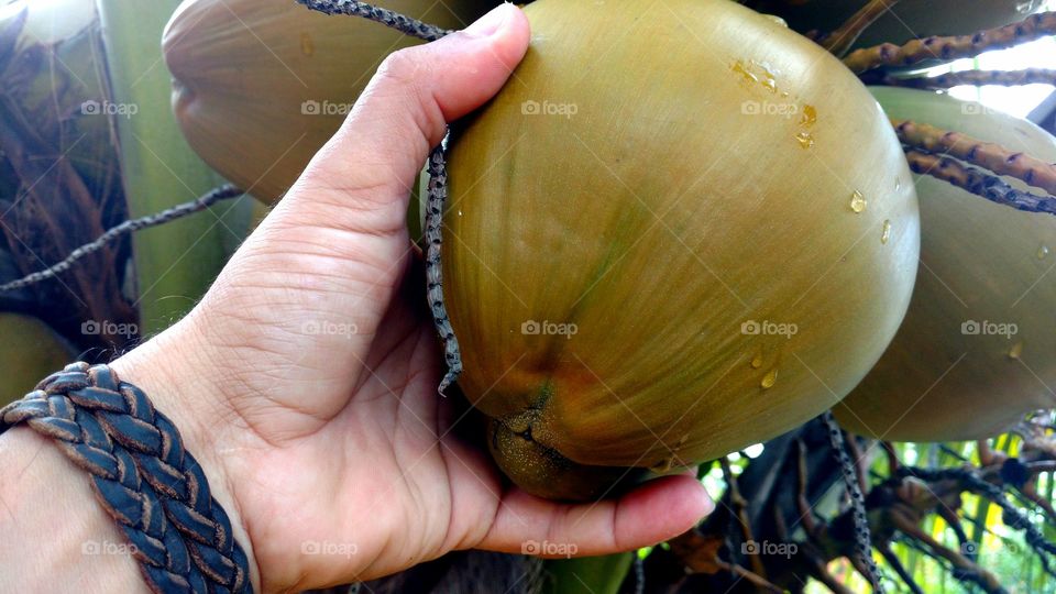 Vamos pegar um côco diretamente no coqueiro?