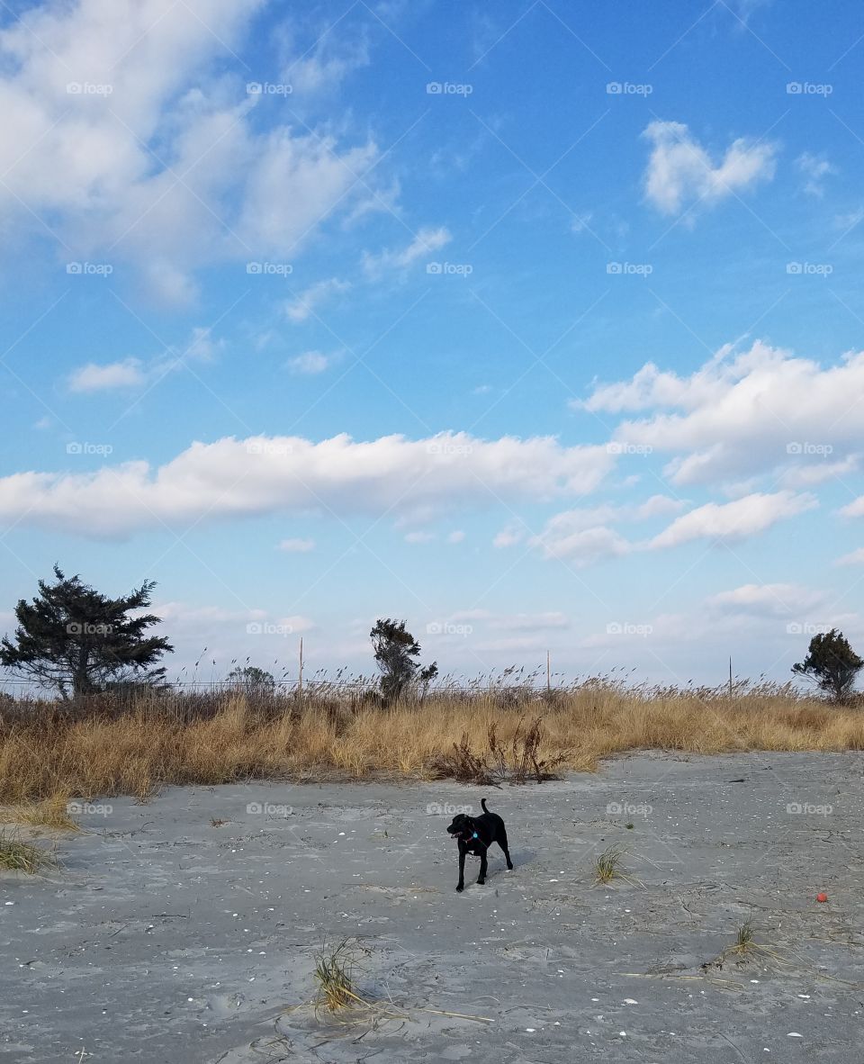 Luna girl on dog beach