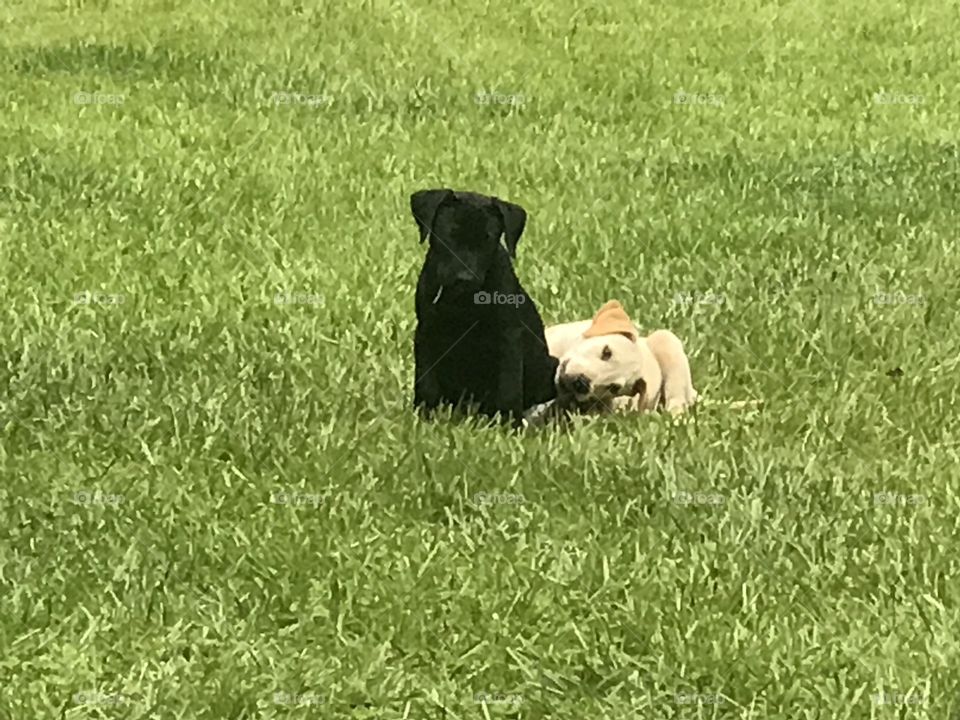 Two adorable Pitt Bull and Chocolate Labrador mix puppies playing in the grass in the woods of South Georgia. 