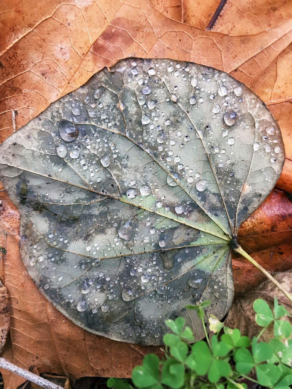 Leaf on ground with raindrops 