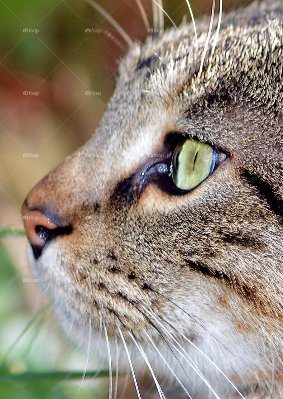 Tabby cat eyes closeup 