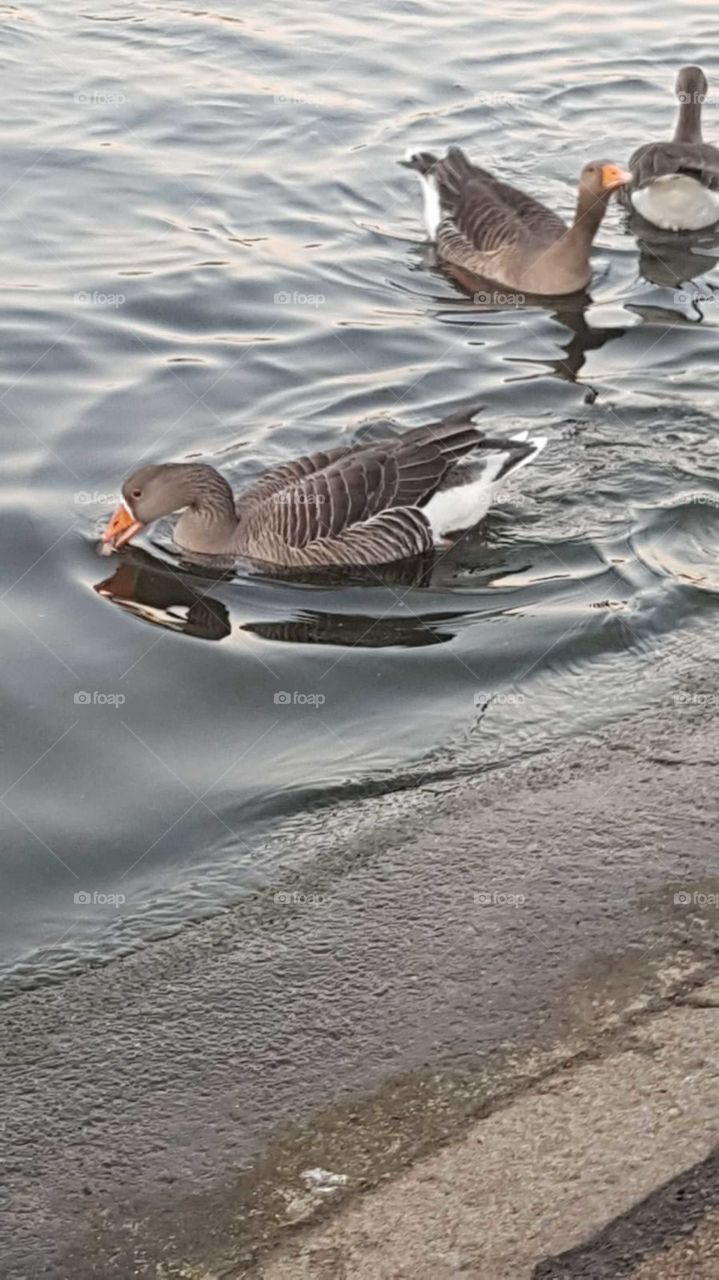 duck gliding along the water