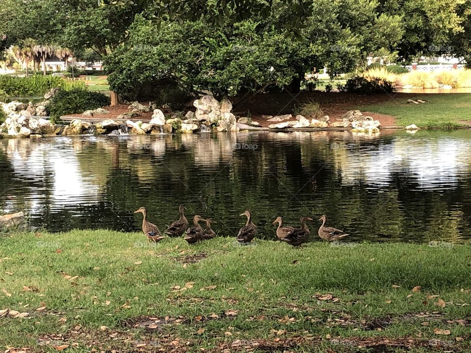 Ducks by the water