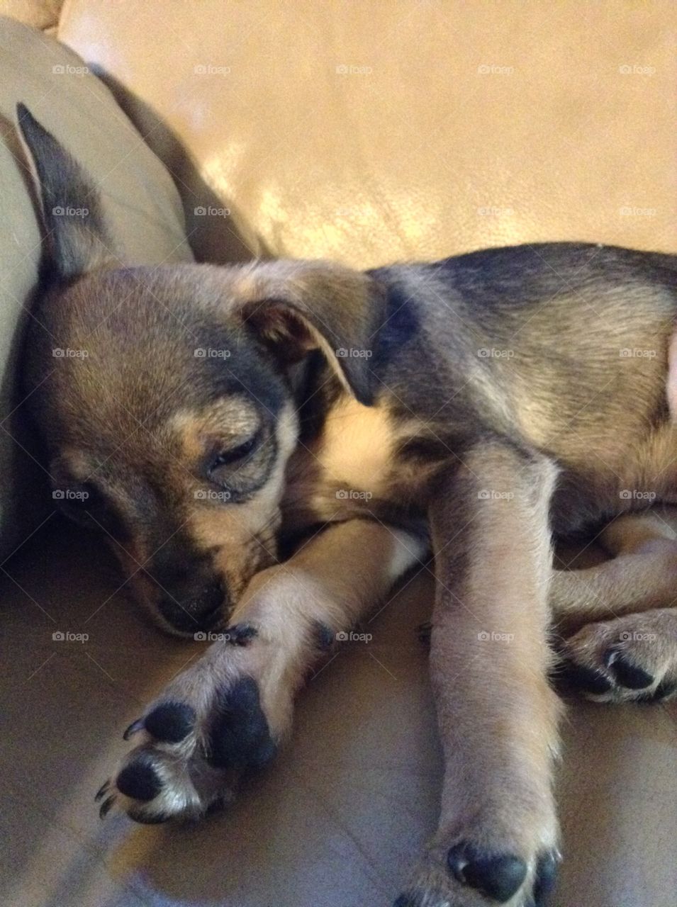 My dog just relaxing at home