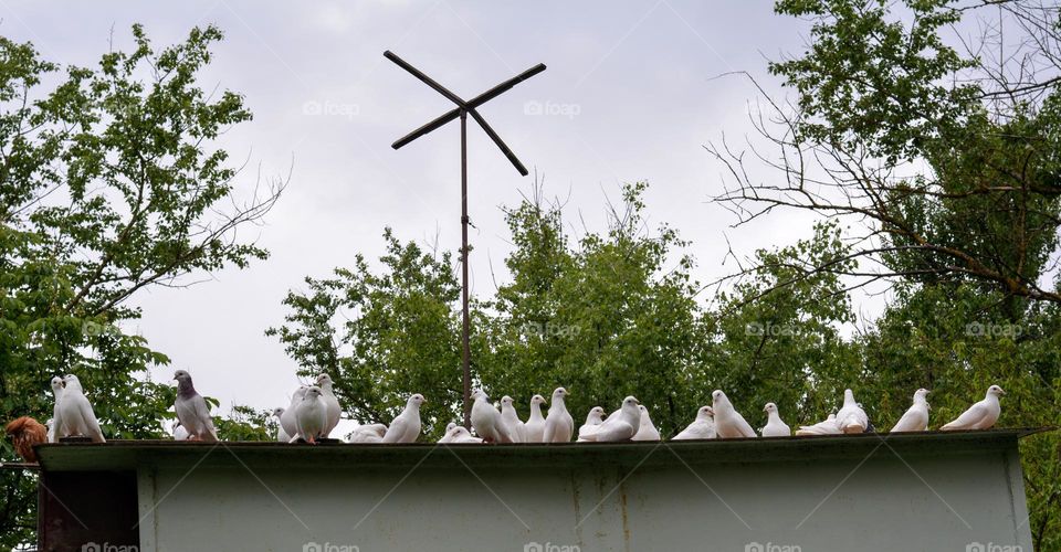 white doves spring nature