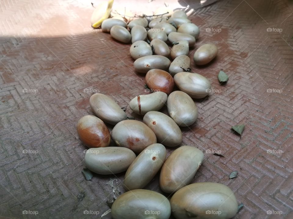jackfruit seed