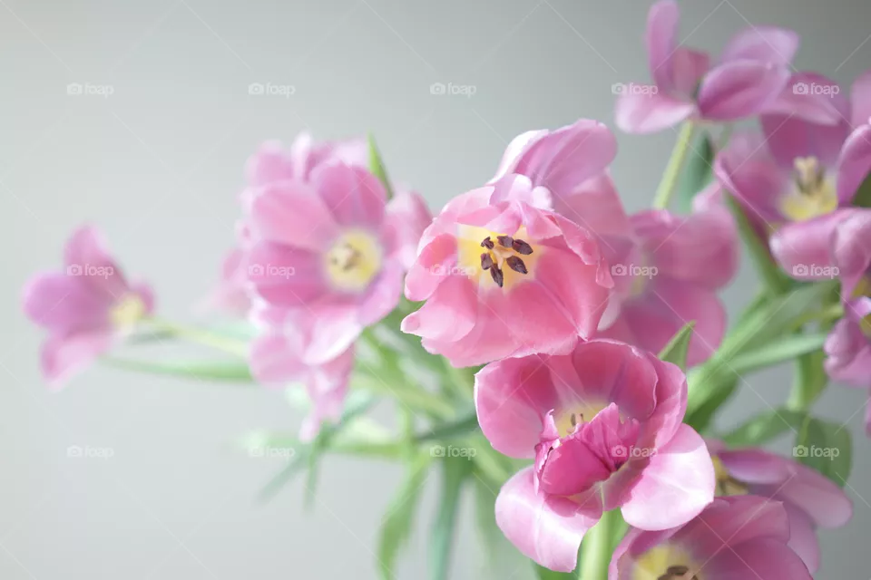 Love tulips 