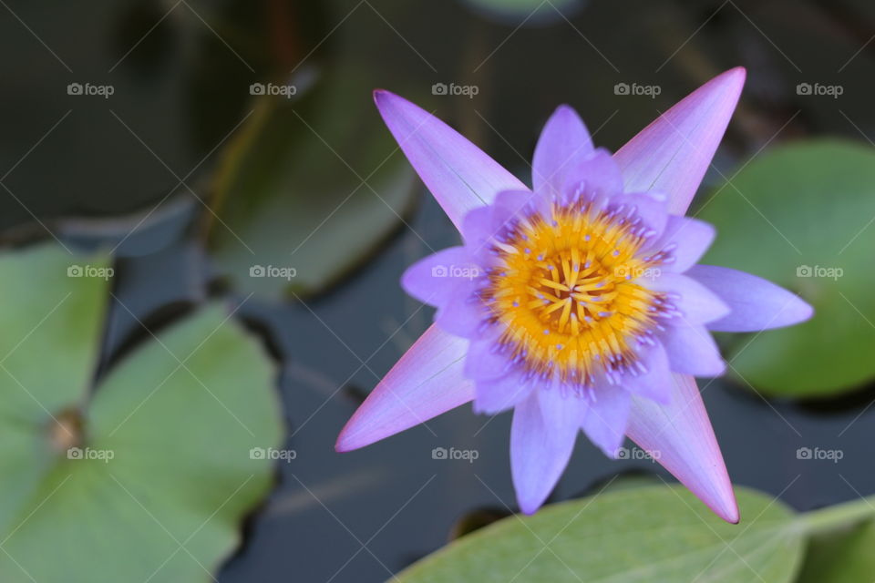 Lotus flowers in purple colors 