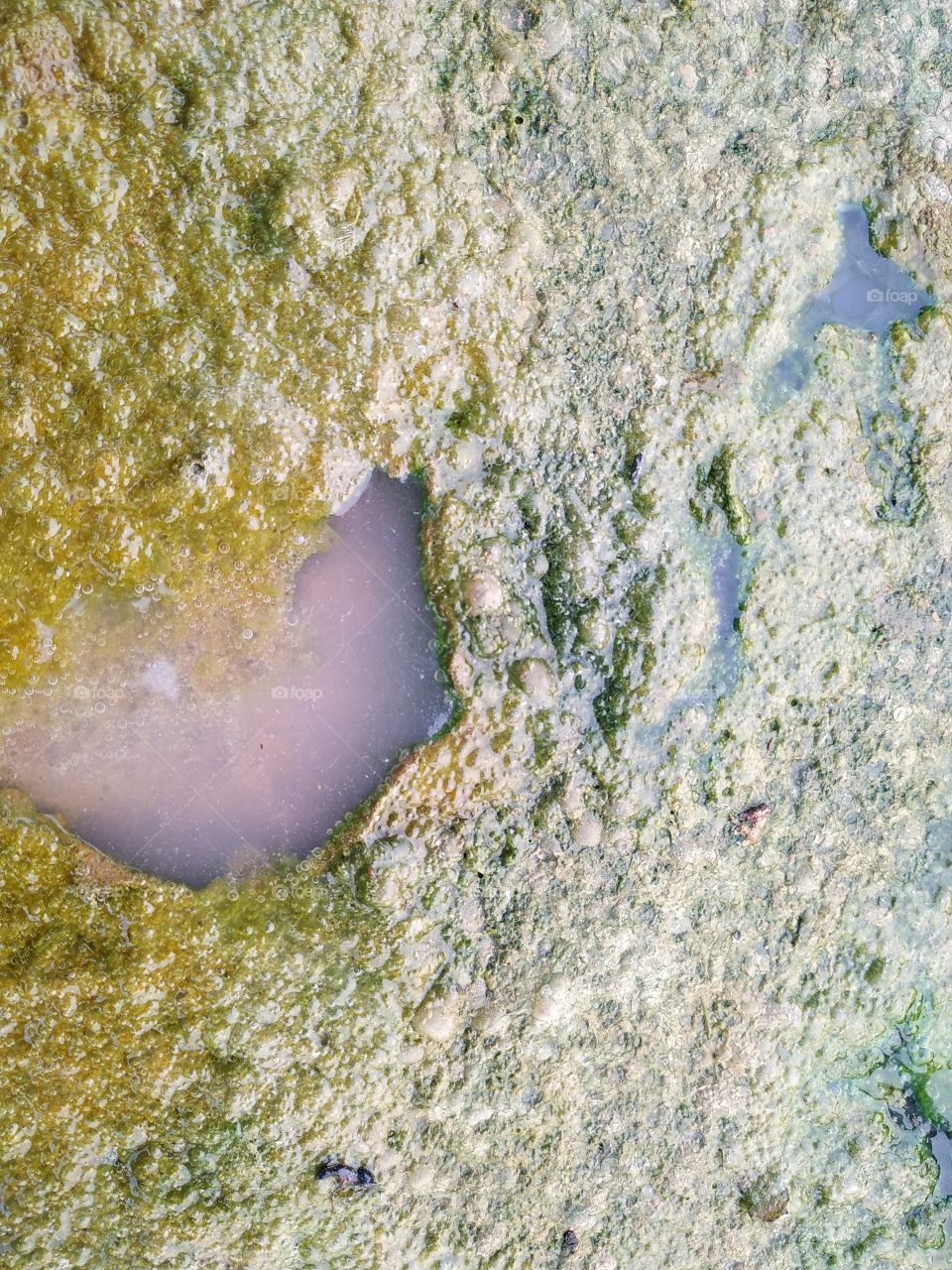 Moss occurs when water continuously collects at some place