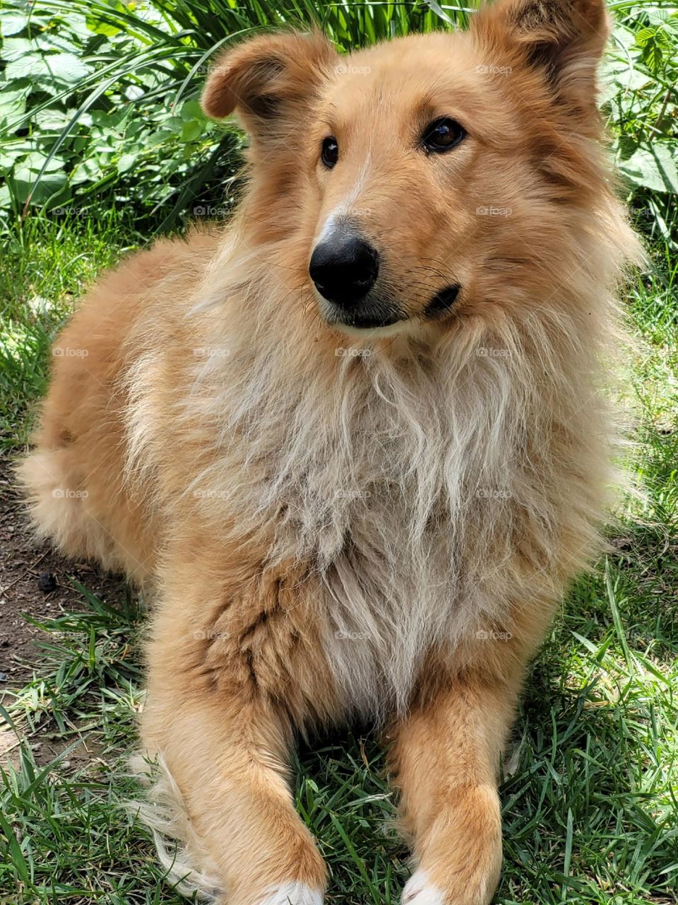 la mirada del perro bueno