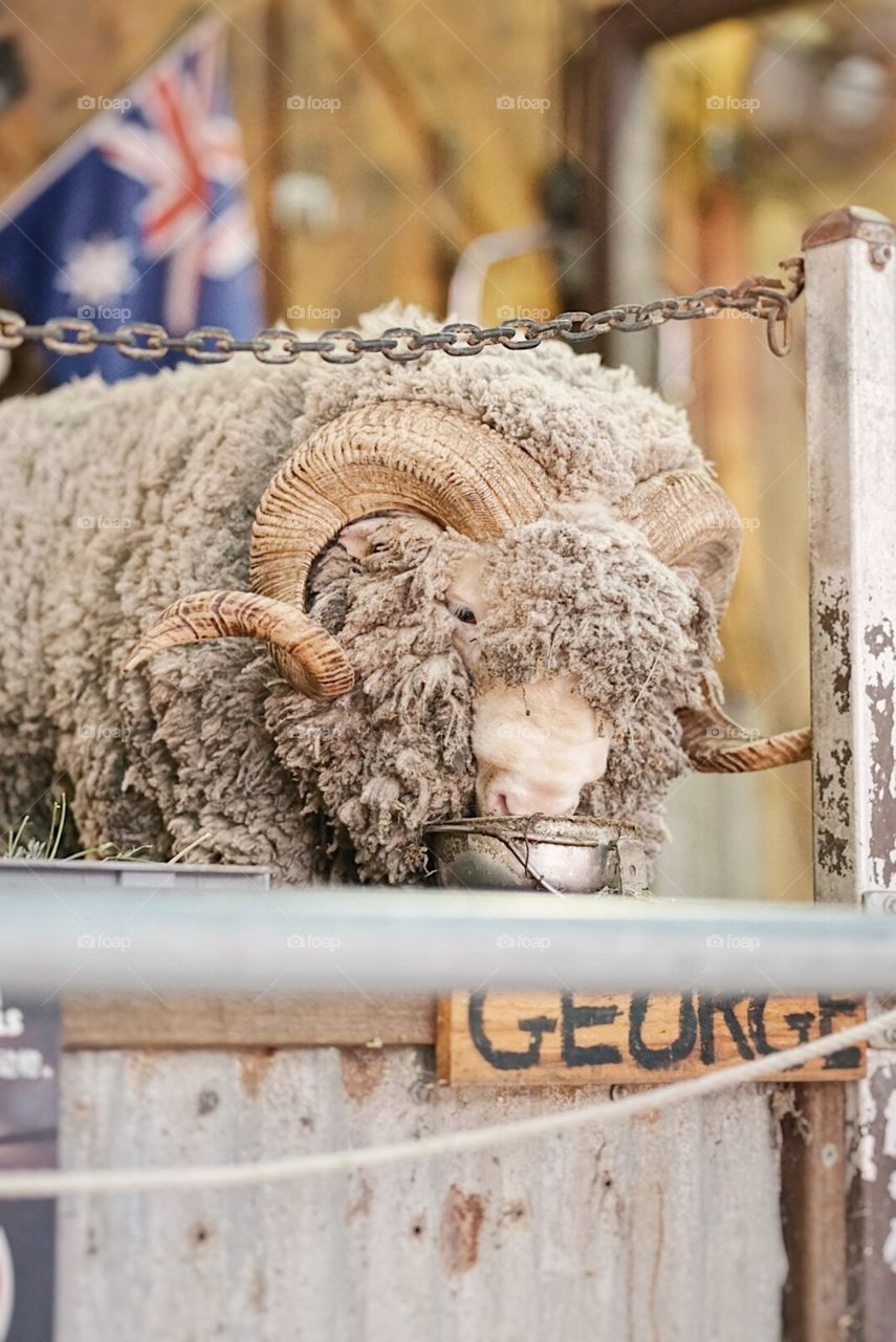 Australia Sheep. Sheep is eat having its meal for lunch at Sheep farm. Selective focus