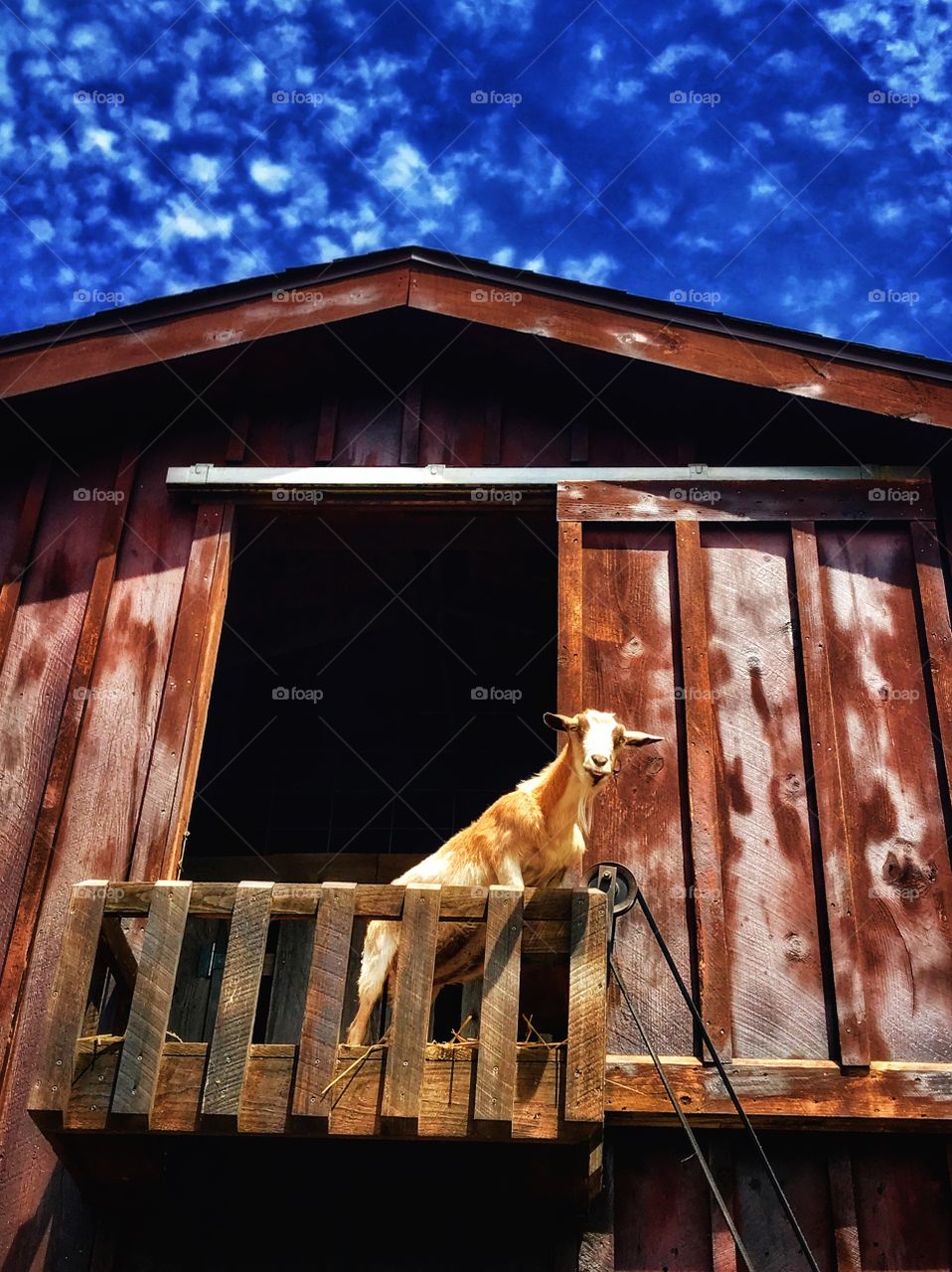 Cute little goat in a barn—taken in New Era, Michigan 