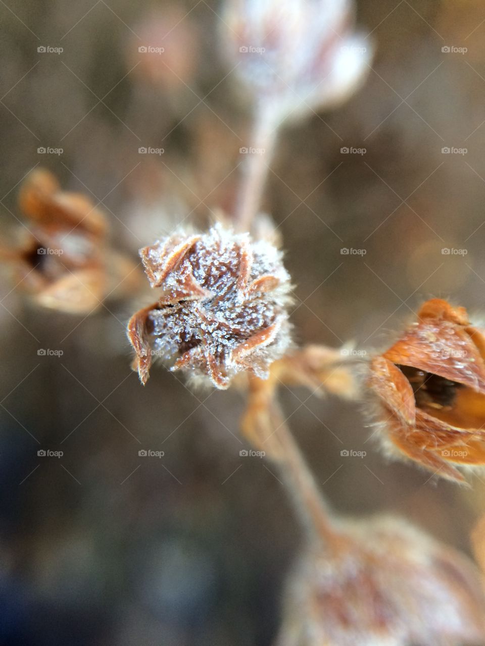 Snow on dry plant