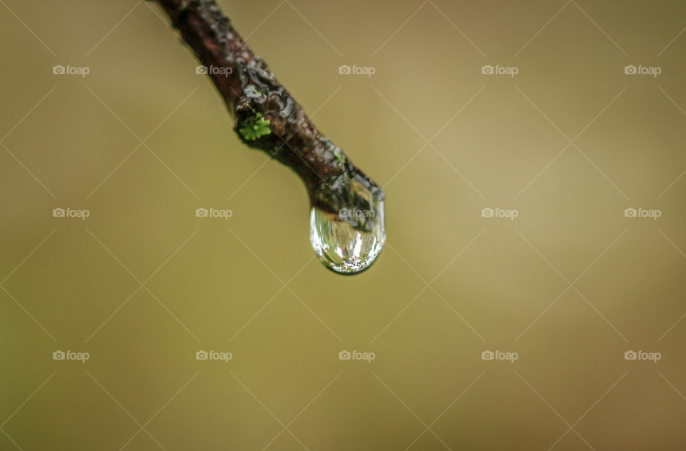 rain drop on branch