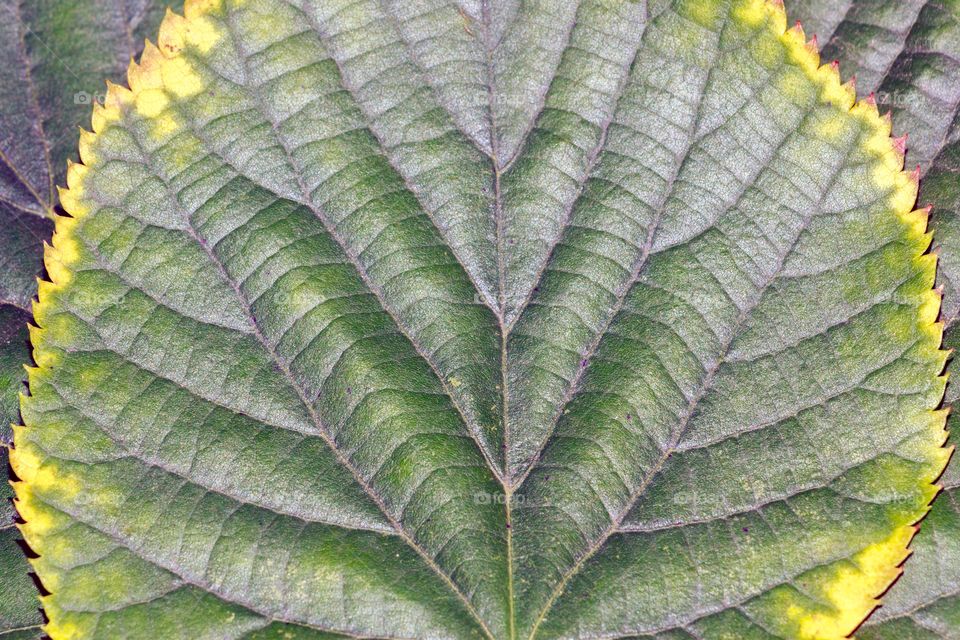 Macro of beautiful autumn leaf
