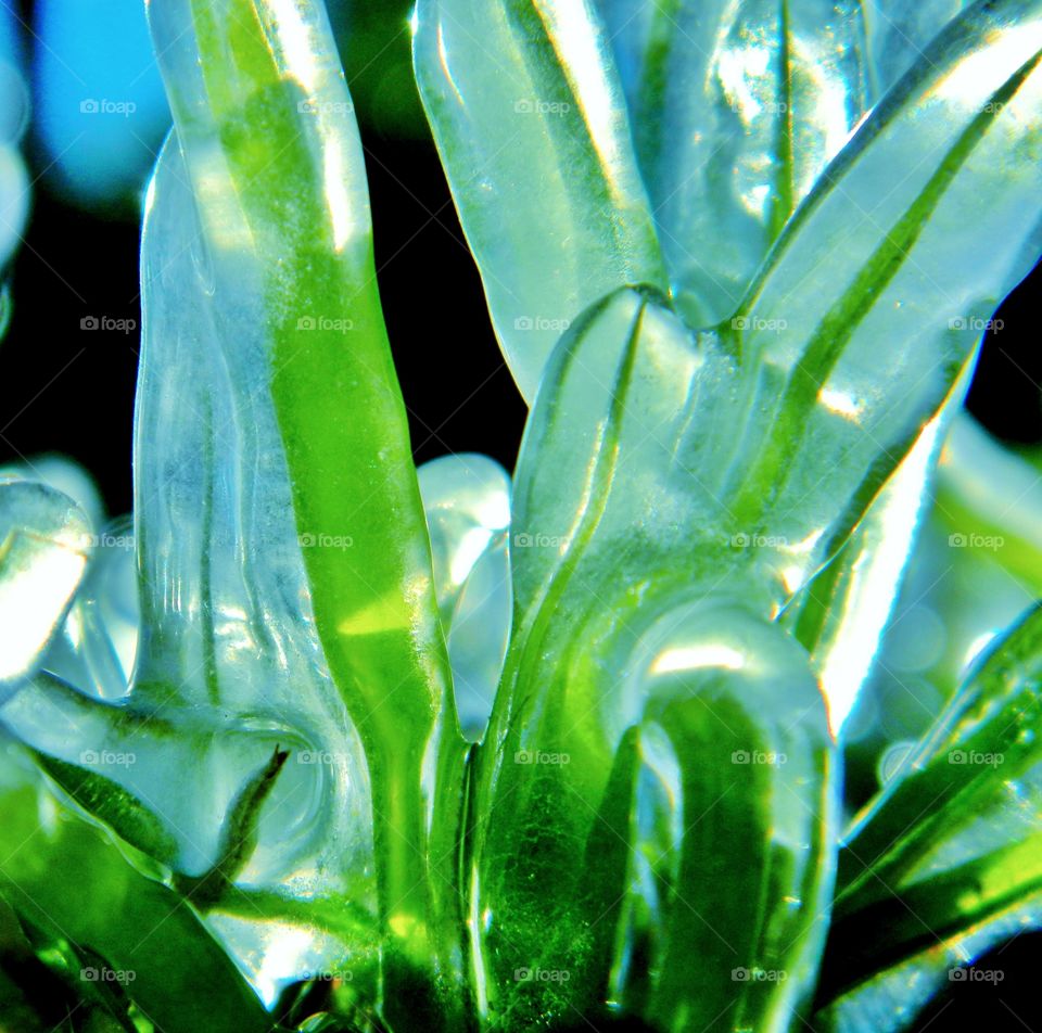 Blade of grass covered on ice