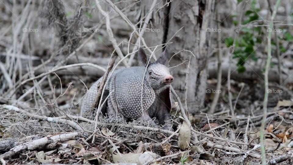 Armadillo 