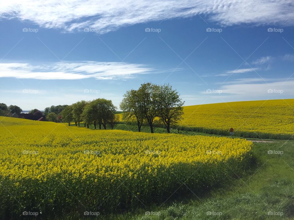 Rapsfält. Rapsfält i Skåne