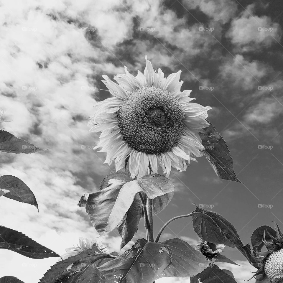 sunflower