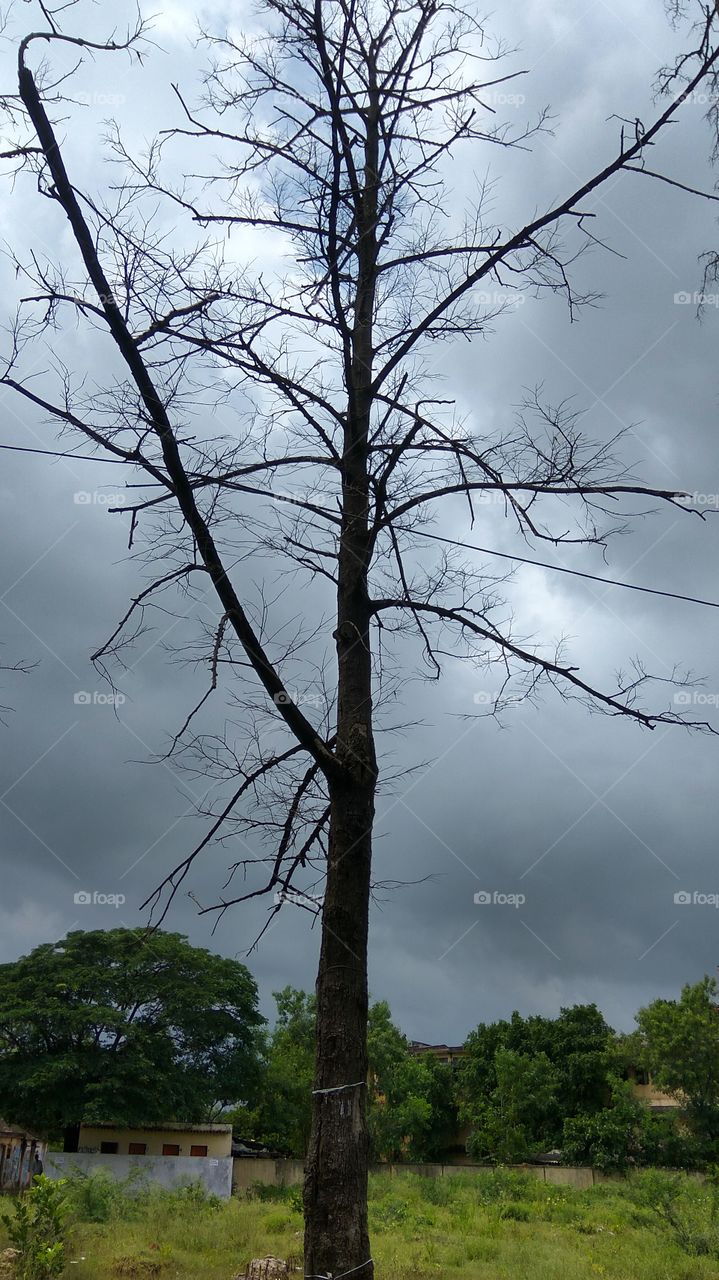 Dry tree lot of dry stems
