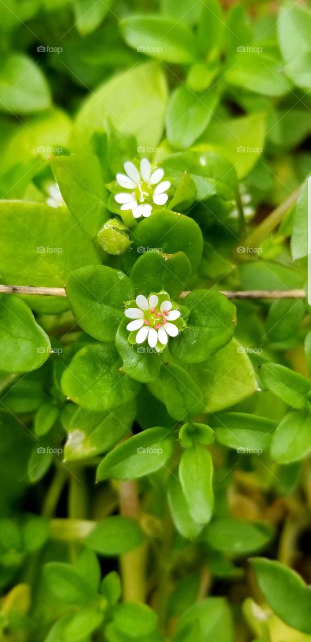 Tiny chickweed flower