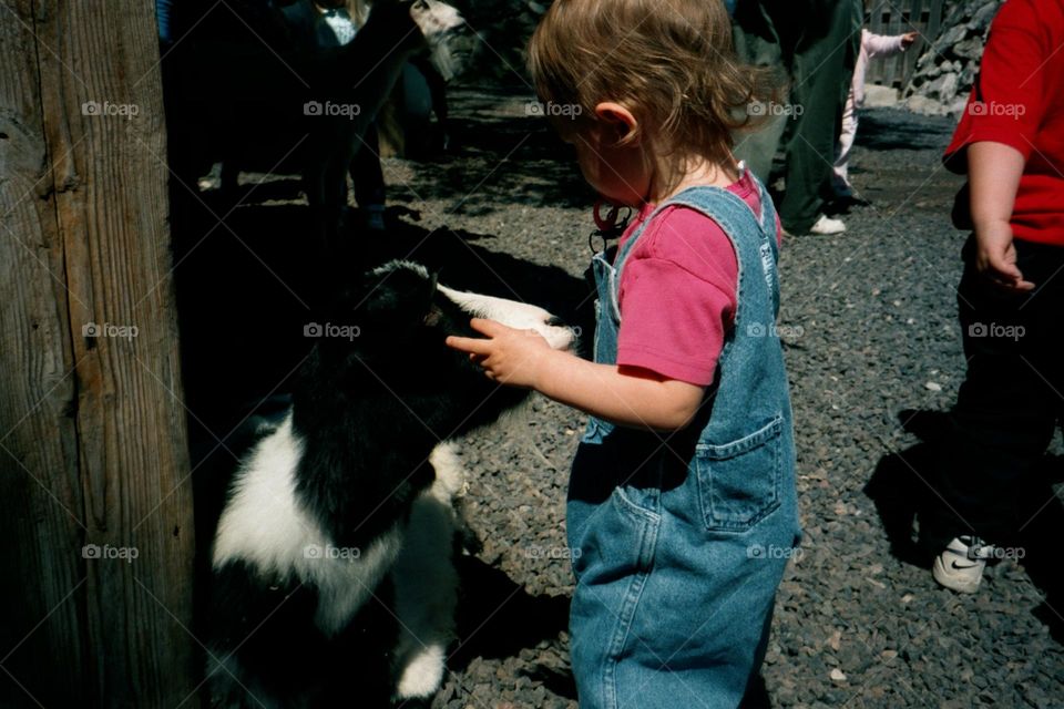 Petting a goat