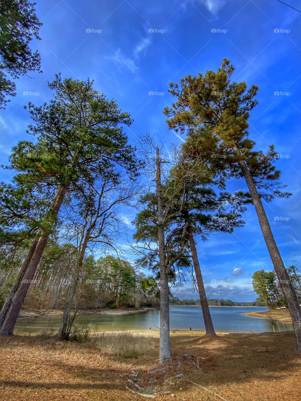 Lake Shore With Pines